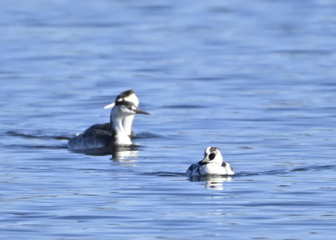 ミコアイサ♂0320