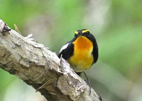 キビタキ成鳥♂6078