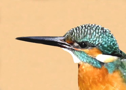 カワセミ♂0000