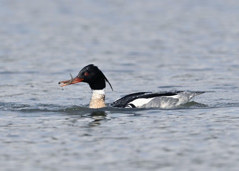 ウミアイサ♂6444