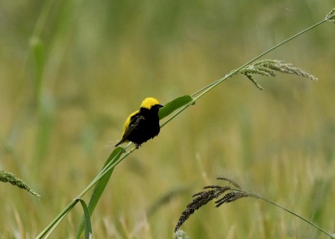 オウゴンチョウ1359