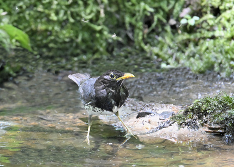 クロツグミ♂5006