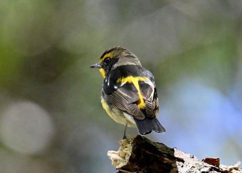 キビタキ♂第一回夏羽3469