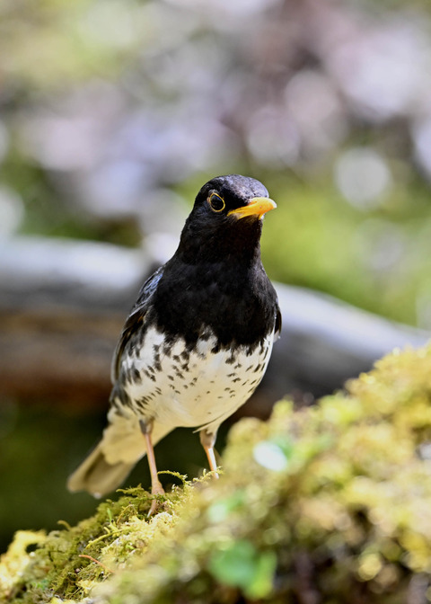 クロツグミ♂5553