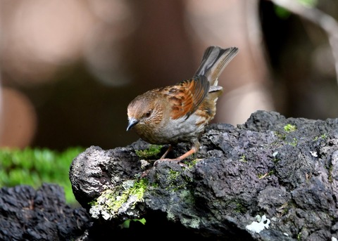 カヤクグリ6063