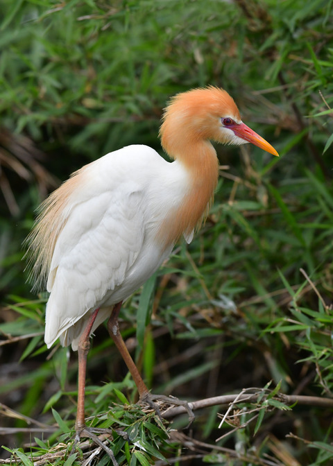 アマサギ7041