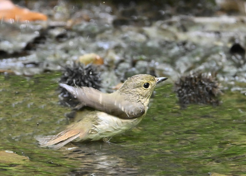 オオルリ♀1840