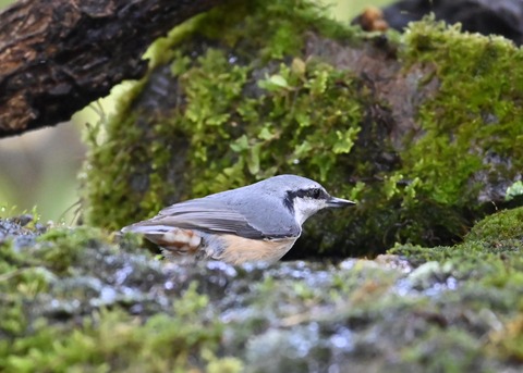 ゴジュウカラ4120