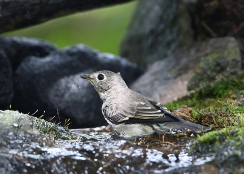 コサメビタキ1737