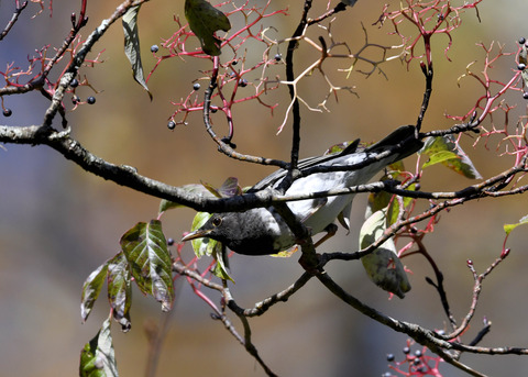 クロツグミ幼鳥3355
