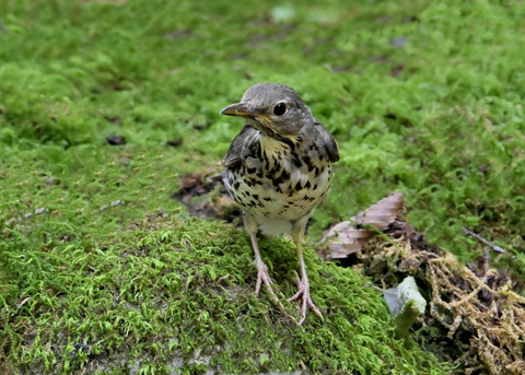 クロツグミ♀幼鳥5277