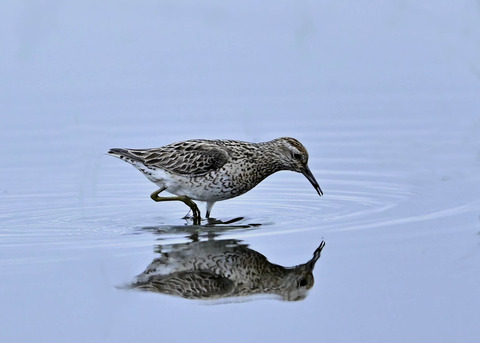 ウズラシギ夏羽2088