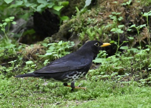 クロツグミ♂2692