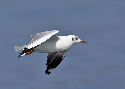 チャガシラカモメ3295