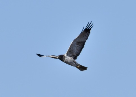 チュウヒ大陸型0106