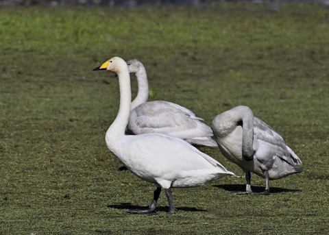 オオハクチョウ3925