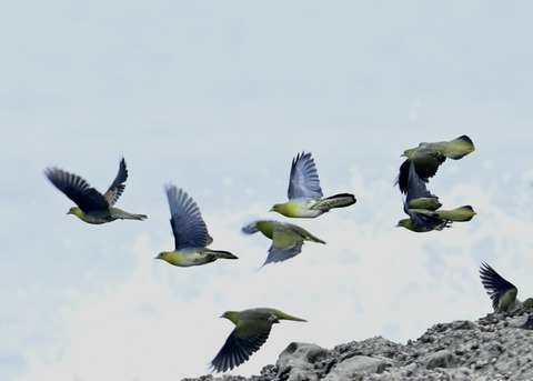 飛ぶ・アオバト♂♀3653