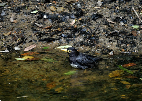 クロツグミ♂1111