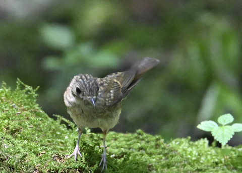 オオルリ♀幼鳥9436