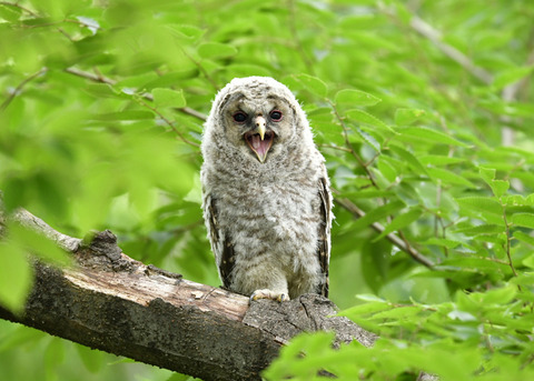 フクロウのヒナ0697
