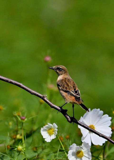 ノビタキ♀6292