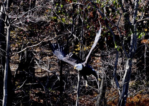 ハクトウワシ3460