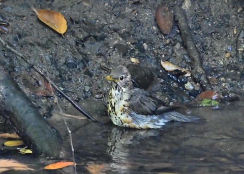 クロツグミ♀1557