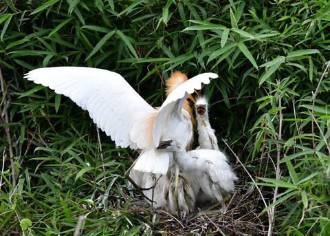 アマサギ7287