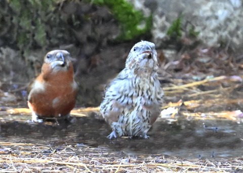 イスカ幼鳥8060