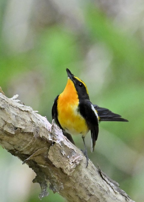 キビタキ成鳥♂6091