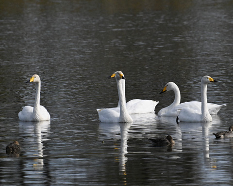 オオハクチョウ4528
