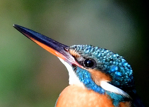 カワセミ♀7722-01