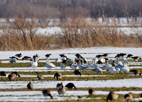 ハクガン8134 - コピー