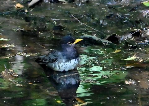 クロツグミ♂7072