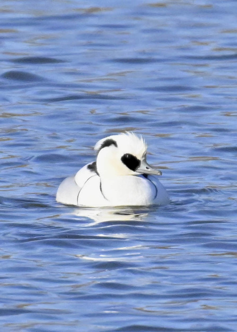 ミコアイサ♂4461