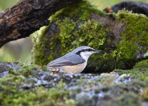 ゴジュウカラ4122