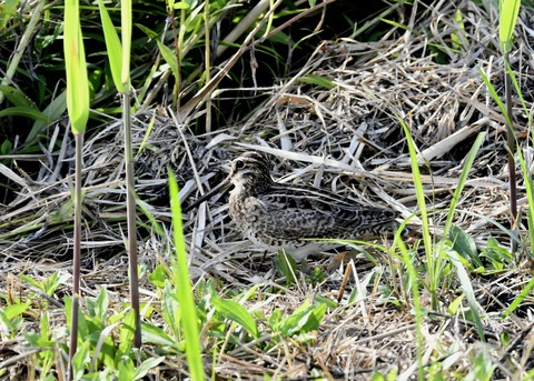 チュウジシギ3256