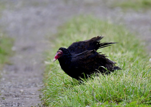 ヒメコンドル0638