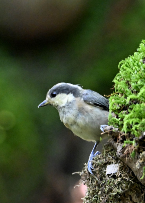 ヤマガラ幼鳥2507