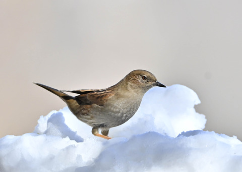 カヤクグリ4739