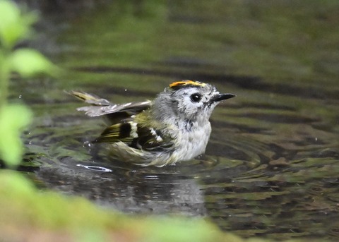 キクイタダキ♂1135