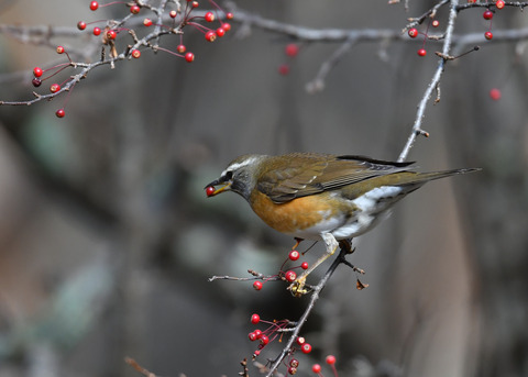 マミチャジナイ1085