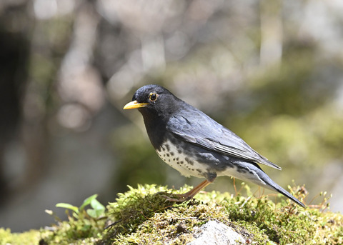 クロツグミ♂5730