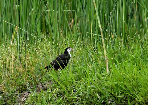 シロハラクイナ9530◎