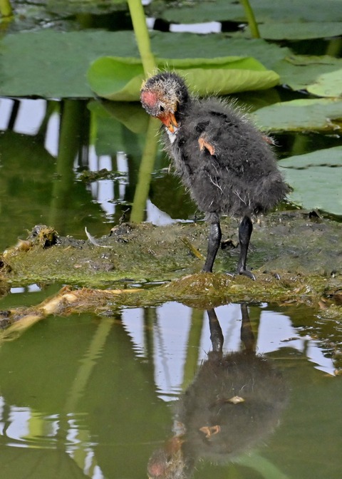 オオバンのヒナ3822