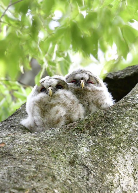 フクロウのヒナ①②4463-01