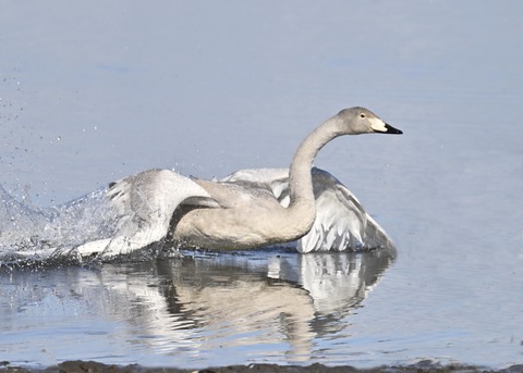 オオハクチョウ幼鳥3190