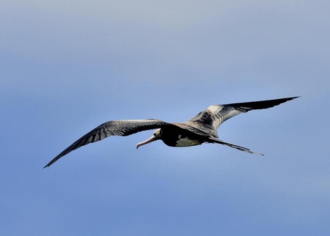 オオグンカンドリ2421