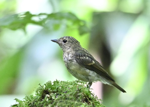 キビタキ幼鳥4889