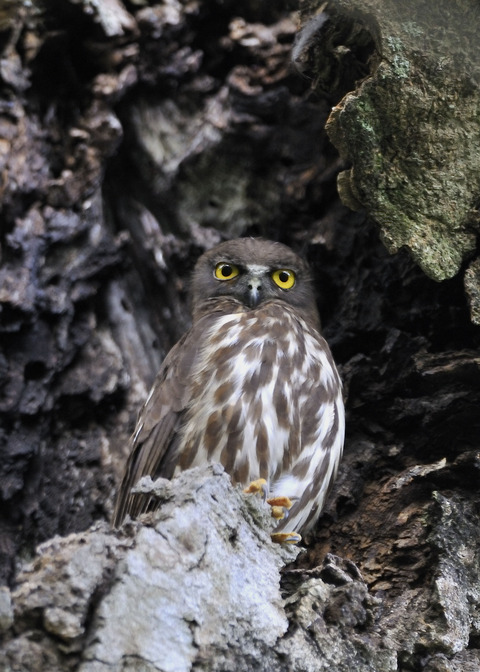 アオバズクの♀8297